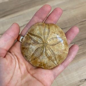 Sand Dollar Fossil Paper Weight